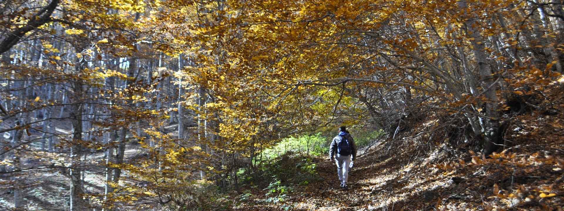 A hiker in a Greek forest in western Macedonia region